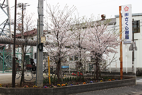 sakura2016-3.jpg